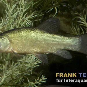 Döbel, Aitel, Squalius cephalus, 7-10 cm (Kaltwasser) Mega-Angebot